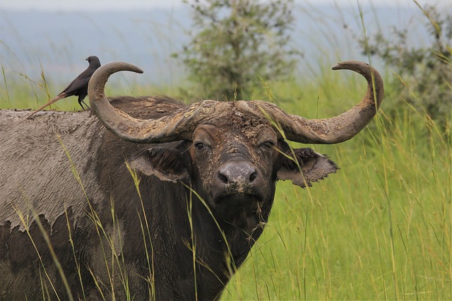 Free download african buffalo bull big horns free picture to be edited with GIMP free online image editor