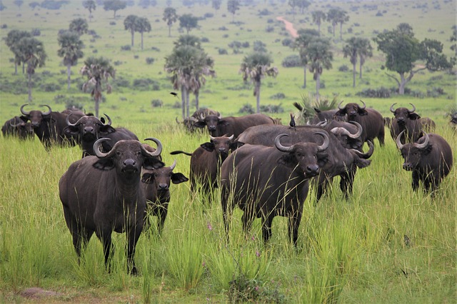 Free download african buffalo heard big horns free picture to be edited with GIMP free online image editor