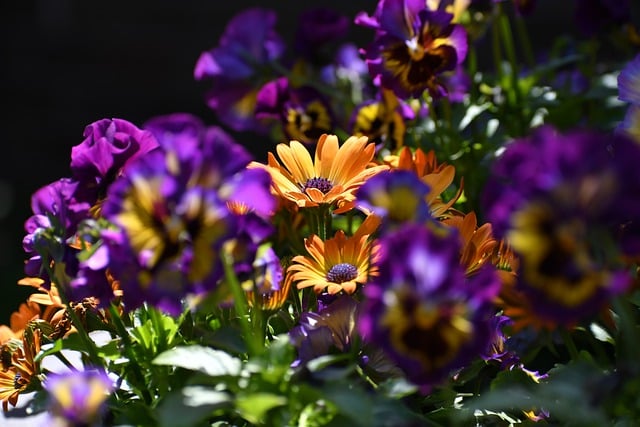 Free download african daisies flowers garden free picture to be edited with GIMP free online image editor