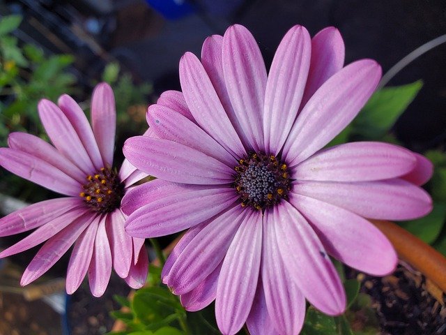 Free download African Daisy Pink Gardening -  free photo or picture to be edited with GIMP online image editor