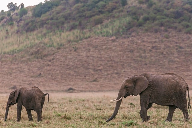 Free download african elephant animal safari free picture to be edited with GIMP free online image editor