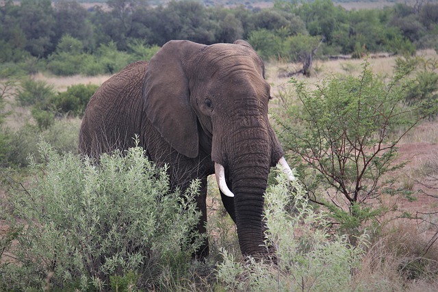 Free download african elephant approaching tusks free picture to be edited with GIMP free online image editor