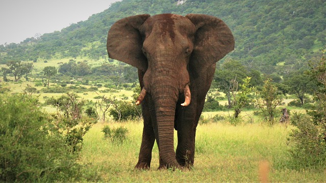 Free download african elephant big ears alert free picture to be edited with GIMP free online image editor