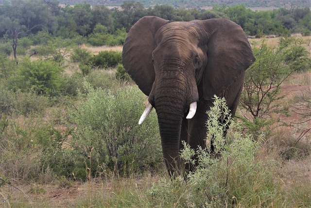 Free download african elephant bull approaching free picture to be edited with GIMP free online image editor