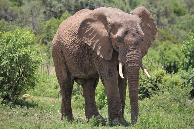 Free download african elephant bull thick skin free picture to be edited with GIMP free online image editor