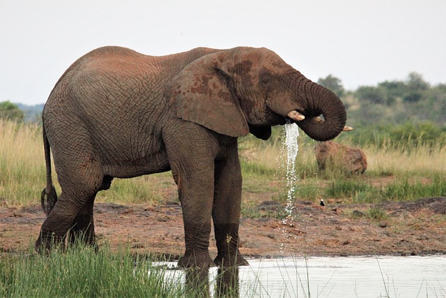 Free download african elephant drinking water free picture to be edited with GIMP free online image editor