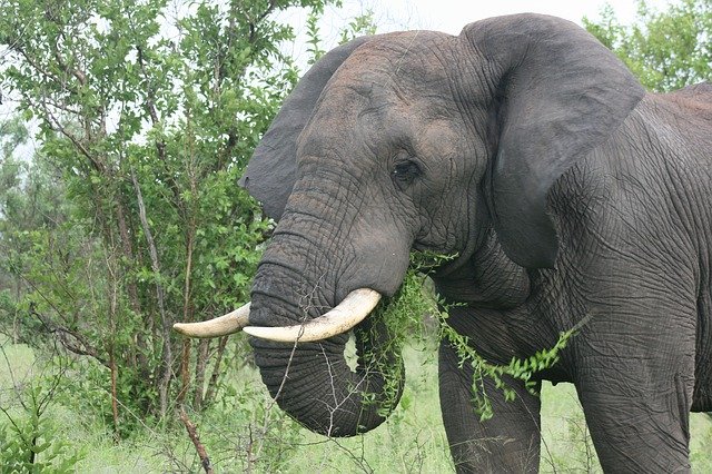 Free download African Elephant Landscape -  free photo or picture to be edited with GIMP online image editor