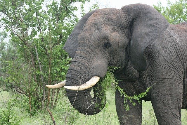 Unduh gratis Pemandangan Gajah Afrika - foto atau gambar gratis untuk diedit dengan editor gambar online GIMP