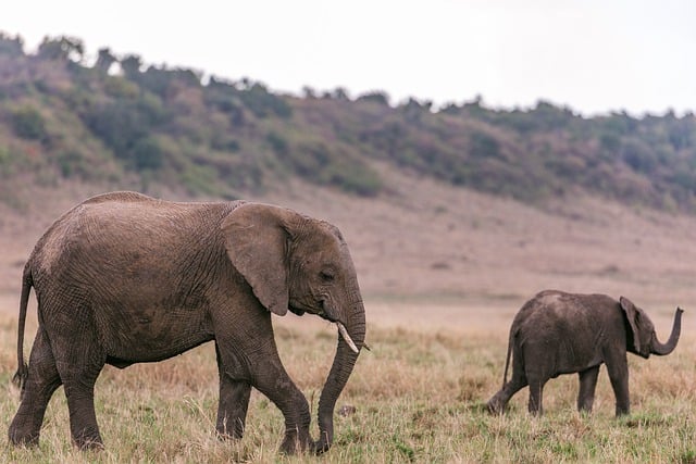 Free download african elephants animals safari free picture to be edited with GIMP free online image editor