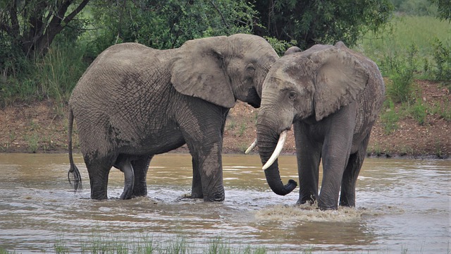 Free download african elephants charming hugging free picture to be edited with GIMP free online image editor