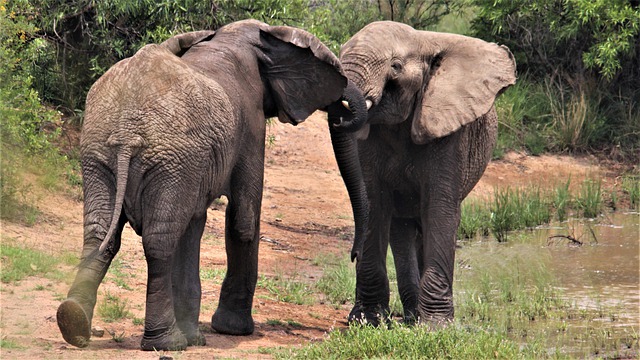 Free download african elephants ears flapping free picture to be edited with GIMP free online image editor