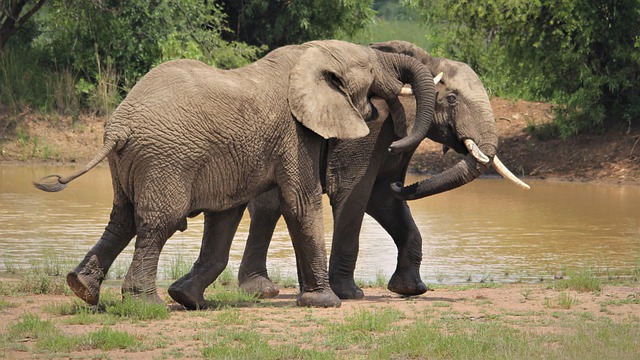 Free download african elephants eyes hugging free picture to be edited with GIMP free online image editor