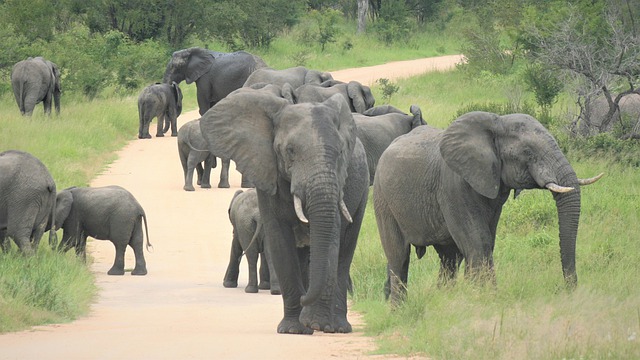 Free download african elephants herd approaching free picture to be edited with GIMP free online image editor
