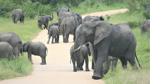 Free download african elephants herd on the road free picture to be edited with GIMP free online image editor