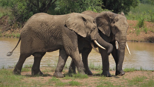 Free download african elephants hugging love free picture to be edited with GIMP free online image editor