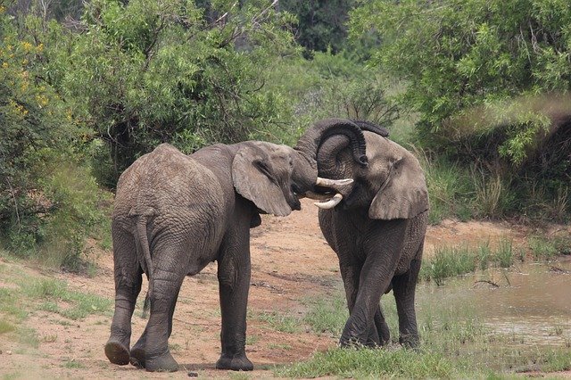 Descarcă gratuită împerecherea elefanților africani - fotografie sau imagine gratuită pentru a fi editată cu editorul de imagini online GIMP