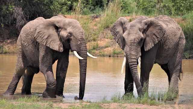 Free download african elephants mating ritual free picture to be edited with GIMP free online image editor