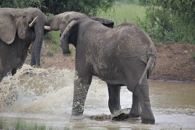 Free download african elephants splashing approach free picture to be edited with GIMP free online image editor