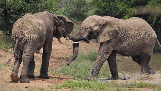 Free download african elephants splashing water free picture to be edited with GIMP free online image editor