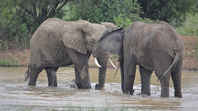 Free download african elephants stare approach free picture to be edited with GIMP free online image editor