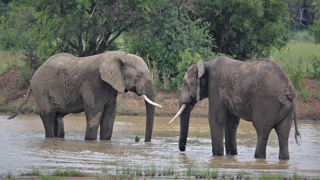 Free download african elephants stare touch tusks free picture to be edited with GIMP free online image editor