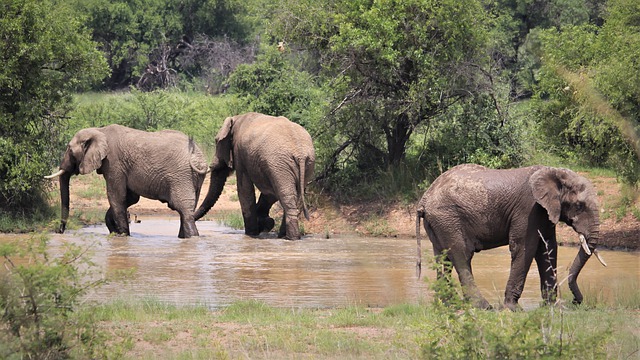 Free download african elephants third wheel free picture to be edited with GIMP free online image editor