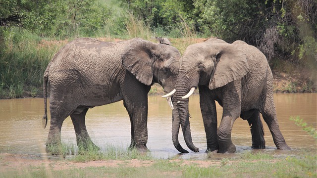 Free download african elephants together free picture to be edited with GIMP free online image editor