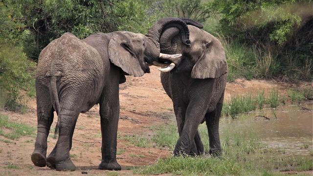 Free download african elephants trunks touching free picture to be edited with GIMP free online image editor