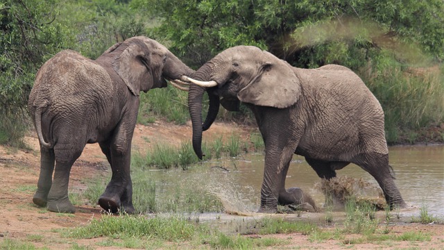 Free download african elephants tusks splashing free picture to be edited with GIMP free online image editor