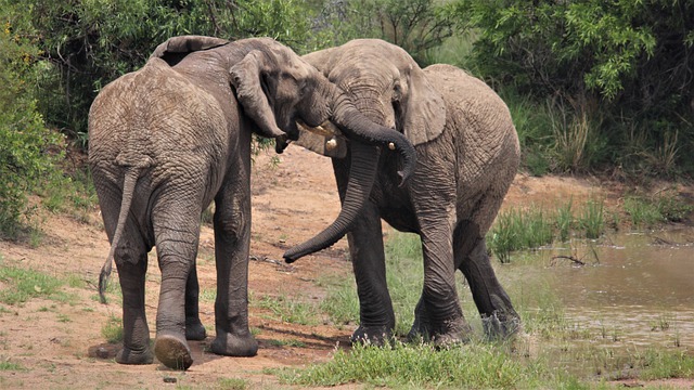 Free download african elephants tusks together free picture to be edited with GIMP free online image editor