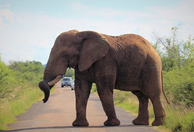 Free download African Elephant Tusk -  free photo or picture to be edited with GIMP online image editor