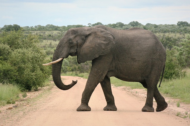 Free download african elephant tusk big majestic free picture to be edited with GIMP free online image editor