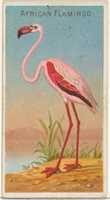 Free download African Flamingo, from the Birds of the Tropics series (N5) for Allen & Ginter Cigarettes Brands free photo or picture to be edited with GIMP online image editor