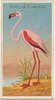 Free download African Flamingo, from the Birds of the Tropics series (N5) for Allen & Ginter Cigarettes Brands free photo or picture to be edited with GIMP online image editor