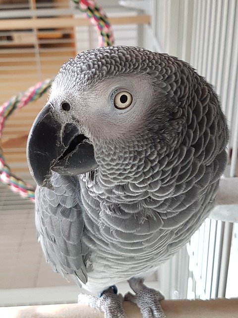 Free download African Grey Parrot Of The Congo -  free photo or picture to be edited with GIMP online image editor