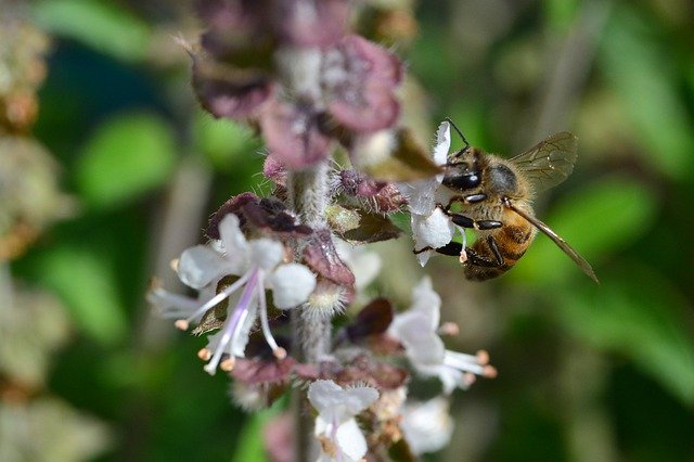 Téléchargement gratuit Abeille africaine Apis Mellifera - photo ou image gratuite à modifier avec l'éditeur d'images en ligne GIMP