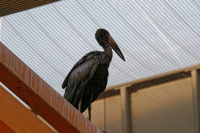 Free download african openbill bird feathers beak free picture to be edited with GIMP free online image editor