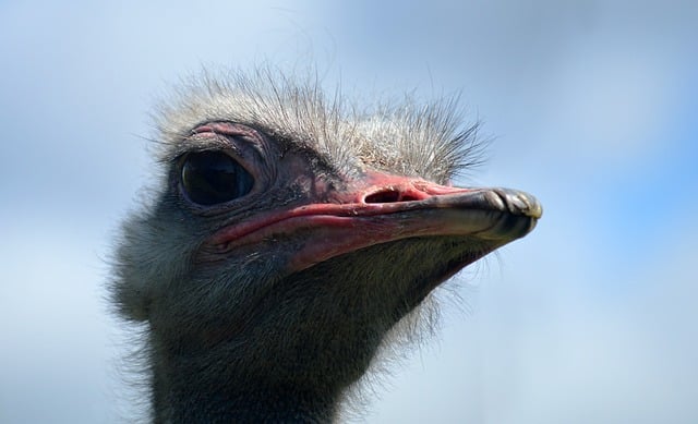 Free download african ostrich ostrich bird free picture to be edited with GIMP free online image editor