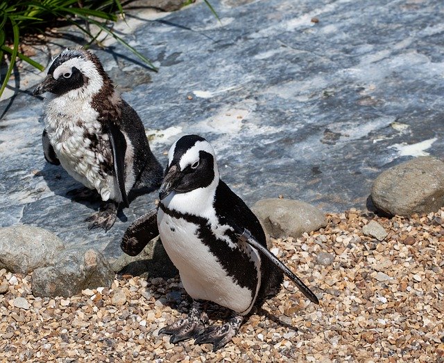 Gratis download African Penguin On - gratis foto of afbeelding om te bewerken met GIMP online afbeeldingseditor