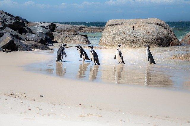 Free graphic african penguins penguins jackass to be edited by GIMP free image editor by OffiDocs