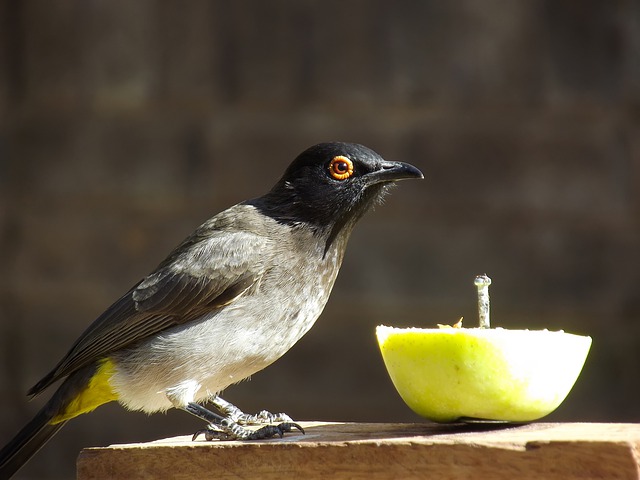 Free download african red eyed bulbul free picture to be edited with GIMP free online image editor