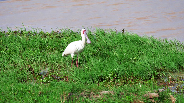 Free download african spoonbill screaming bird free picture to be edited with GIMP free online image editor