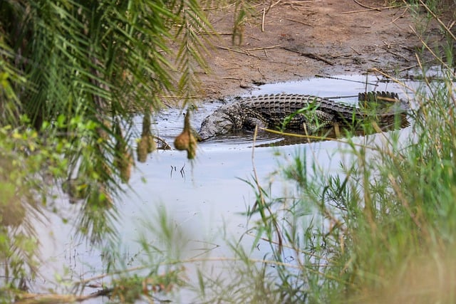 ດາວ​ໂຫຼດ​ຟຣີ africa safari alligator ຊະ​ນິດ​ພັນ​ຮູບ​ພາບ​ຟຣີ​ທີ່​ຈະ​ໄດ້​ຮັບ​ການ​ແກ້​ໄຂ​ກັບ GIMP ບັນນາທິການ​ຮູບ​ພາບ​ອອນ​ໄລ​ນ​໌​ຟຣີ