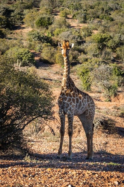 Free download Africa Safari Giraffe Young -  free photo or picture to be edited with GIMP online image editor