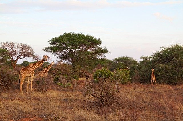 Free download Africa Safari Tsavo Animal -  free photo or picture to be edited with GIMP online image editor