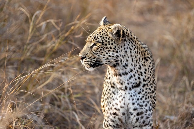 Free download africa safari wilderness leopard free picture to be edited with GIMP free online image editor