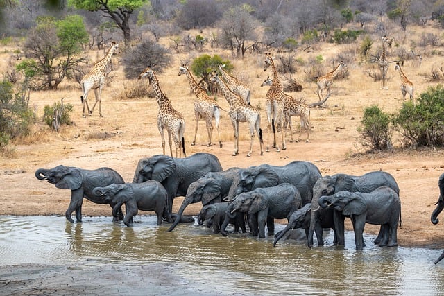 Free download africa safari wilderness nature free picture to be edited with GIMP free online image editor