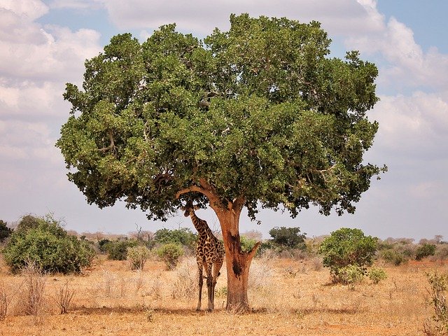 Unduh gratis Africa Travel Nature - foto atau gambar gratis untuk diedit dengan editor gambar online GIMP
