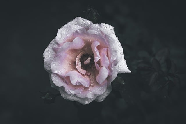 تنزيل مجاني للصورة المجانية بعد أزهار المطر لتحريرها باستخدام محرر الصور المجاني عبر الإنترنت GIMP