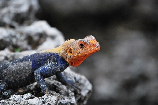 Free download agama agama rock lizard reptile free picture to be edited with GIMP free online image editor